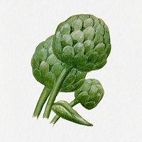 Artichoke clip art, vintage watercolor illustration psd, digitally enhanced from our own original copy of The Open Door to Independence (1915) by Thomas E. Hill.