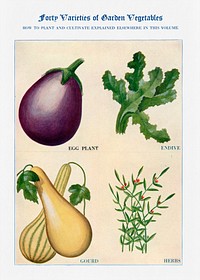 Garden vegetable watercolor illustration. Digitally enhanced from our own original copy of The Open Door to Independence (1915) by Thomas E. Hill. 