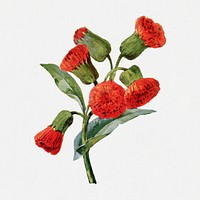 Cacalia flower sticker, vintage botanical illustration psd, digitally enhanced from our own original copy of The Open Door to Independence (1915) by Thomas E. Hill.