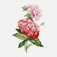Verbena flower clipart, vintage botanical illustration psd, digitally enhanced from our own original copy of The Open Door to Independence (1915) by Thomas E. Hill.