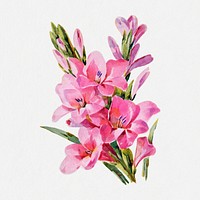 Vintage gladiolus flower sticker, botanical psd, digitally enhanced from our own original copy of The Open Door to Independence (1915) by Thomas E. Hill.