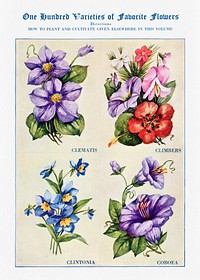 Flower watercolor illustration. Digitally enhanced from our own original copy of The Open Door to Independence (1915) by Thomas E. Hill. 