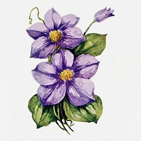 Clematis flower sticker, vintage botanical illustration psd, digitally enhanced from our own original copy of The Open Door to Independence (1915) by Thomas E. Hill.