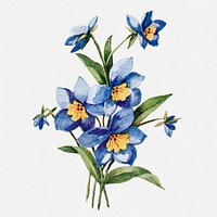 Blue Clintonia flower sticker, vintage illustration psd, digitally enhanced from our own original copy of The Open Door to Independence (1915) by Thomas E. Hill.