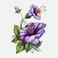 Purple Coboea flower sticker, vintage illustration psd, digitally enhanced from our own original copy of The Open Door to Independence (1915) by Thomas E. Hill.