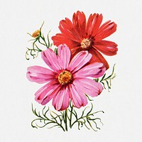 Cosmos flower collage element, vintage watercolor psd, digitally enhanced from our own original copy of The Open Door to Independence (1915) by Thomas E. Hill.