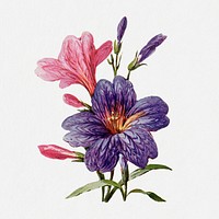 Salpiglossis flower collage element, vintage illustration psd, digitally enhanced from our own original copy of The Open Door to Independence (1915) by Thomas E. Hill.
