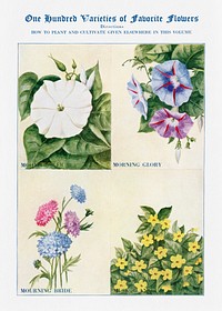 Flower watercolor illustration. Digitally enhanced from our own original copy of The Open Door to Independence (1915) by Thomas E. Hill. 