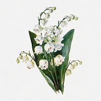 Lily of the valley flower collage element, botanical illustration psd, digitally enhanced from our own original copy of The Open Door to Independence (1915) by Thomas E. Hill.