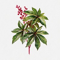 Ricinus leaf clipart, vintage watercolor illustration psd, digitally enhanced from our own original copy of The Open Door to Independence (1915) by Thomas E. Hill.