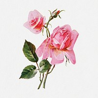 Rose flower sticker, watercolor illustration psd, digitally enhanced from our own original copy of The Open Door to Independence (1915) by Thomas E. Hill.