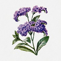 Heliotrope flower sticker, watercolor illustration psd, digitally enhanced from our own original copy of The Open Door to Independence (1915) by Thomas E. Hill.