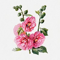 Hollyhock flower sticker, watercolor illustration psd, digitally enhanced from our own original copy of The Open Door to Independence (1915) by Thomas E. Hill.