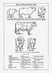 Vintage cow anatomy drawing. Digitally enhanced from our own original copy of The Open Door to Independence (1915) by Thomas E. Hill. 