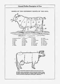 Vintage cow anatomy drawing. Digitally enhanced from our own original copy of The Open Door to Independence (1915) by Thomas E. Hill. 