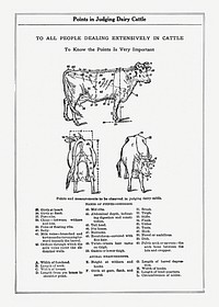 Vintage cow anatomy drawing. Digitally enhanced from our own original copy of The Open Door to Independence (1915) by Thomas E. Hill. 