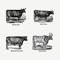 Vintage cow drawing. Digitally enhanced from our own original copy of The Open Door to Independence (1915) by Thomas E. Hill. 