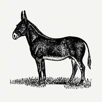 Mule sticker, black ink drawing psd, digitally enhanced from our own original copy of The Open Door to Independence (1915) by Thomas E. Hill.