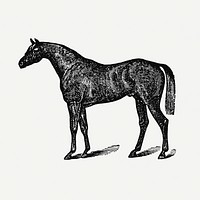 Horse sticker, black ink drawing psd, digitally enhanced from our own original copy of The Open Door to Independence (1915) by Thomas E. Hill.