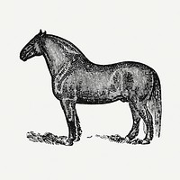 Horse sticker, black ink drawing psd, digitally enhanced from our own original copy of The Open Door to Independence (1915) by Thomas E. Hill.