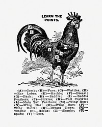 Vintage chicken drawing. Digitally enhanced from our own original copy of The Open Door to Independence (1915) by Thomas E. Hill. 