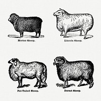 Vintage sheep drawing. Digitally enhanced from our own original copy of The Open Door to Independence (1915) by Thomas E. Hill. 