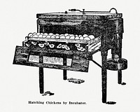 Vintage chicken incubator drawing, hand drawn illustration. Digitally enhanced from our own original copy of The Open Door to Independence (1915) by Thomas E. Hill. 