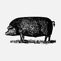 Pig collage element, black ink drawing vector, digitally enhanced from our own original copy of The Open Door to Independence (1915) by Thomas E. Hill.