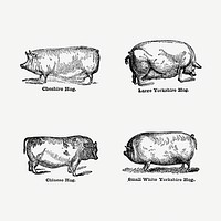 Vintage pig drawing. Digitally enhanced from our own original copy of The Open Door to Independence (1915) by Thomas E. Hill. 