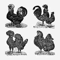 Vintage chicken drawing. Digitally enhanced from our own original copy of The Open Door to Independence (1915) by Thomas E. Hill. 