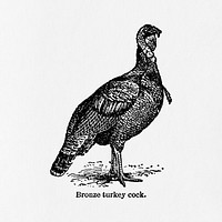 Vintage turkey drawing. Digitally enhanced from our own original copy of The Open Door to Independence (1915) by Thomas E. Hill. 