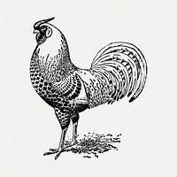 Chicken sticker, black ink drawing psd, digitally enhanced from our own original copy of The Open Door to Independence (1915) by Thomas E. Hill.