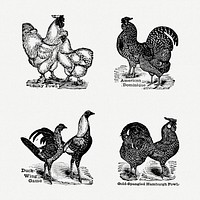 Vintage chicken drawing. Digitally enhanced from our own original copy of The Open Door to Independence (1915) by Thomas E. Hill. 