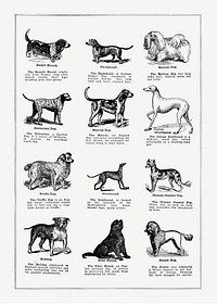 Dog breeds poster. Digitally enhanced from our own original copy of The Open Door to Independence (1915) by Thomas E. Hill. 