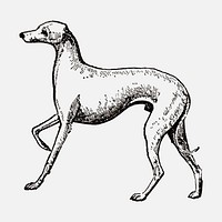 Italian Greyhound dog sticker, black ink drawing vector, digitally enhanced from our own original copy of The Open Door to Independence (1915) by Thomas E. Hill.