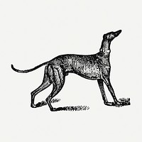 Greyhound dog clipart, black ink drawing psd, digitally enhanced from our own original copy of The Open Door to Independence (1915) by Thomas E. Hill.