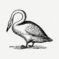 Swan sticker, black ink drawing psd, digitally enhanced from our own original copy of The Open Door to Independence (1915) by Thomas E. Hill.