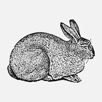 Rabbit collage element, black ink drawing vector, digitally enhanced from our own original copy of The Open Door to Independence (1915) by Thomas E. Hill.