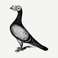 English carrier pigeon sticker, black ink drawing psd, digitally enhanced from our own original copy of The Open Door to Independence (1915) by Thomas E. Hill.