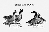 Vintage goose & duck drawing. Digitally enhanced from our own original copy of The Open Door to Independence (1915) by Thomas E. Hill. 