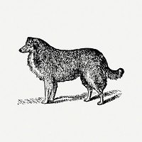 Collie dog sticker, black ink drawing psd, digitally enhanced from our own original copy of The Open Door to Independence (1915) by Thomas E. Hill.