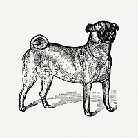 Pug dog clipart, black ink drawing psd, digitally enhanced from our own original copy of The Open Door to Independence (1915) by Thomas E. Hill.