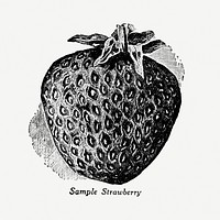 Vintage strawberry hand drawn illustration. Digitally enhanced from our own original copy of The Open Door to Independence (1915) by Thomas E. Hill. 