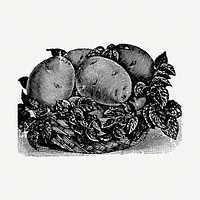 Sweet potato sticker, black ink drawing psd, digitally enhanced from our own original copy of The Open Door to Independence (1915) by Thomas E. Hill.
