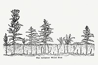 Vintage tree hand drawn illustration. Digitally enhanced from our own original copy of The Open Door to Independence (1915) by Thomas E. Hill. 