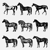 Horse clip art, vintage animal black ink illustration, vector set, digitally enhanced from our own original copy of The Open Door to Independence (1915) by Thomas E. Hill.