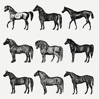 Horse clip art, vintage animal black ink illustration, psd set, digitally enhanced from our own original copy of The Open Door to Independence (1915) by Thomas E. Hill.