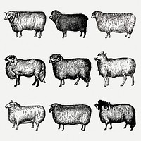 Sheep & goat clip art, vintage animal black ink illustration, psd set, digitally enhanced from our own original copy of The Open Door to Independence (1915) by Thomas E. Hill.