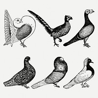 Pigeon clip art, vintage animal black ink illustration, psd set, digitally enhanced from our own original copy of The Open Door to Independence (1915) by Thomas E. Hill.