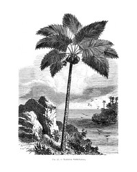 Palm tree art print, vintage drawing, remixed from our own original copy of Les Palmiers Histoire Iconographique (1878), illustrated by Oswalde Kerchove de Denterghem